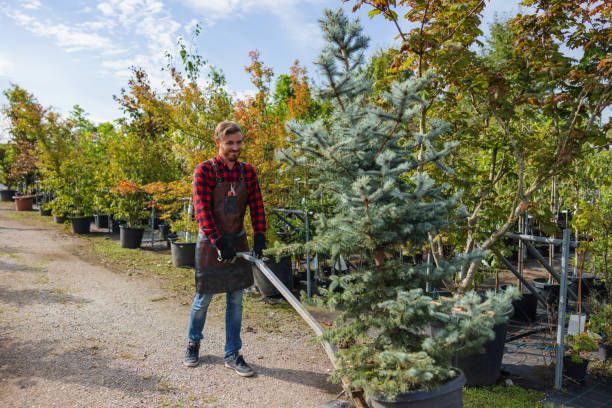 How Our Tree Care Process Works  in St Johns, AZ